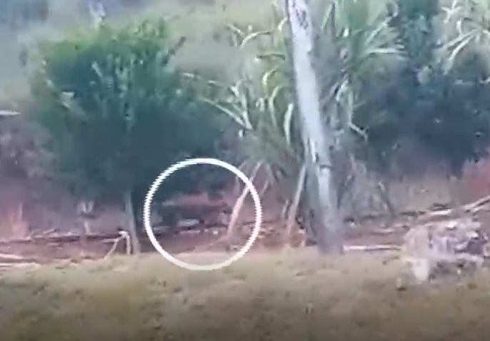 Visita inesperada: jaguatirica aparece em sítio no Campo das Vertentes