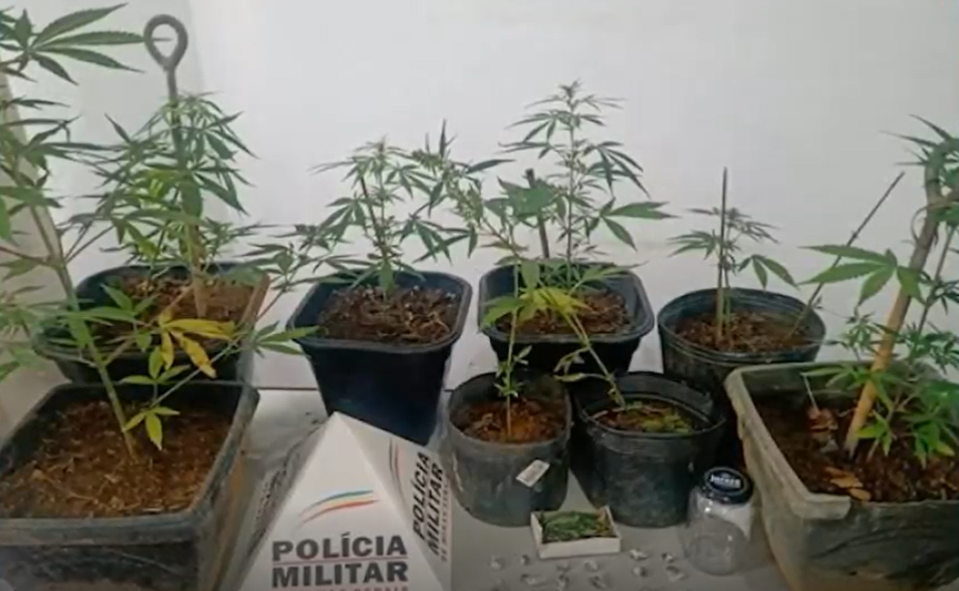 Mulher plantava e vendia maconha na Zona da Mata