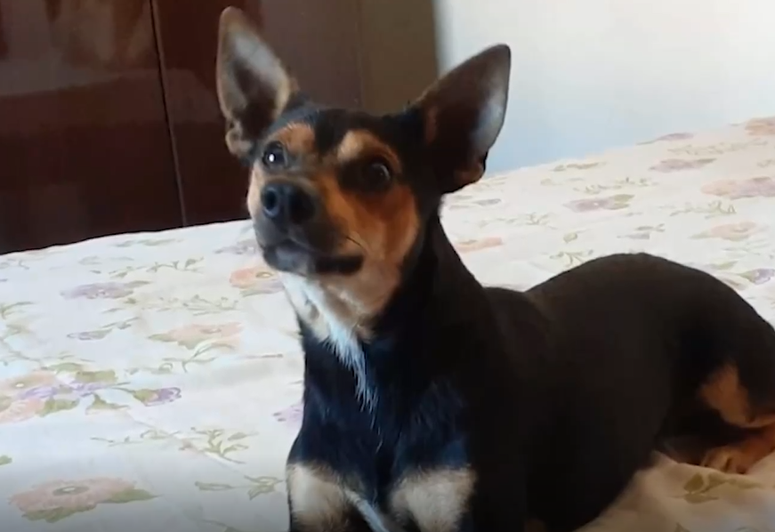 #meajudathibépet: “Theo” está desaparecido em Elói Mendes