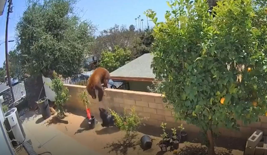 Mulher se arrisca para salvar cães de ataque de urso