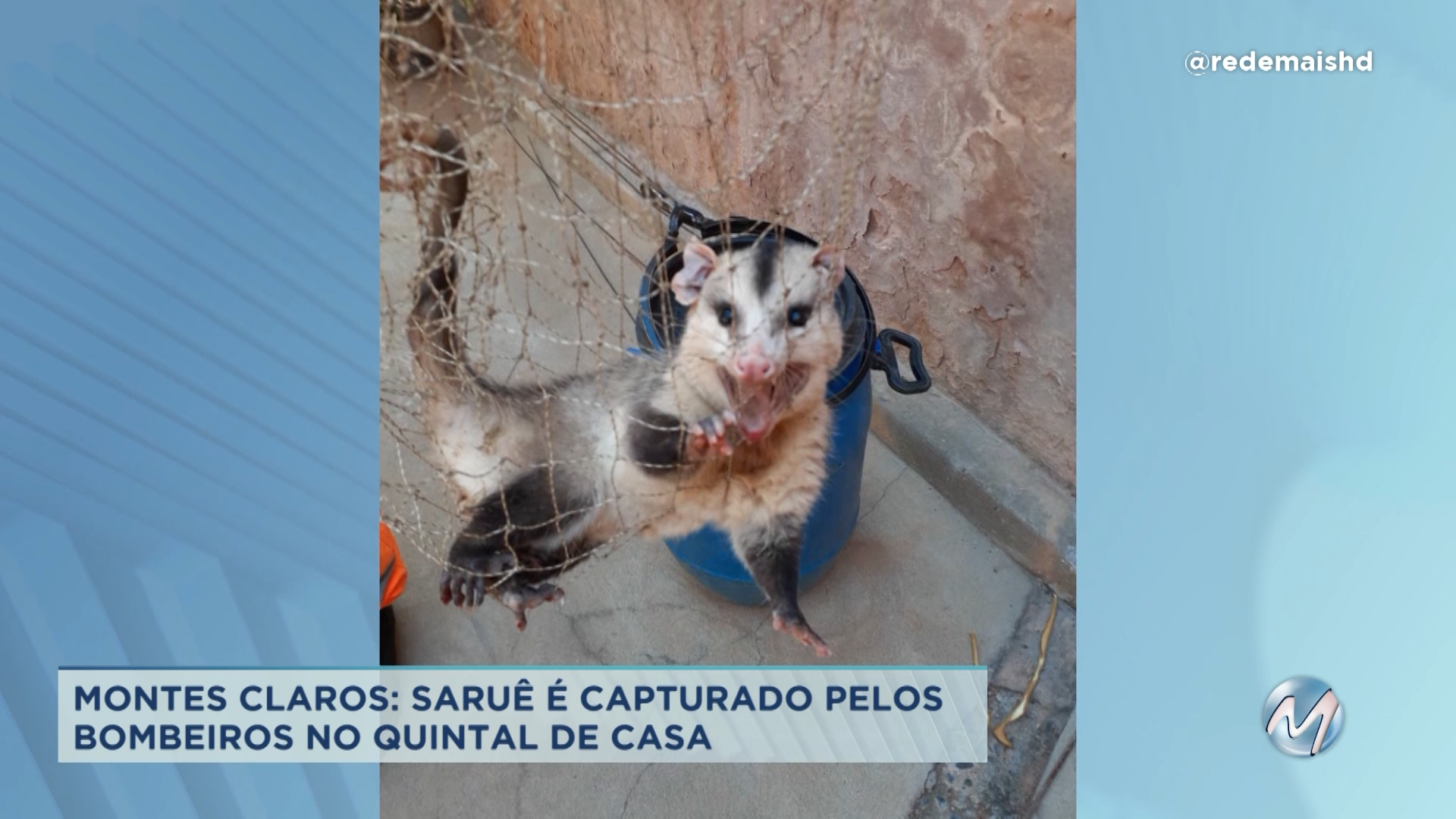 Montes Claros: saruê é capturado pelos bombeiros no quintal de casa