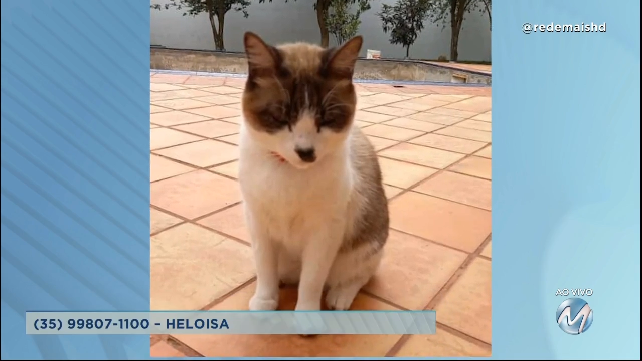 #meajudathibépet: “Tom” está desaparecido em Varginha