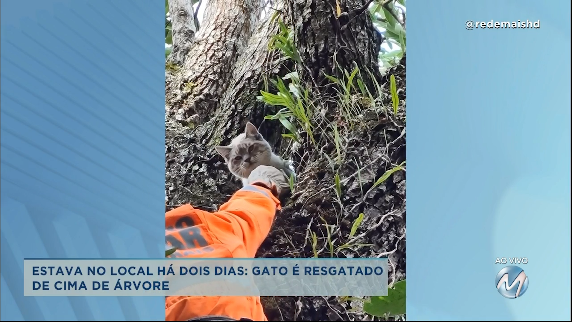 Bombeiros resgatam gato que ficou preso em cima de abacateiro