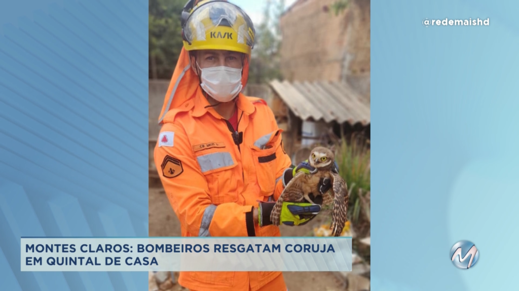 Montes Claros: bombeiros capturam coruja