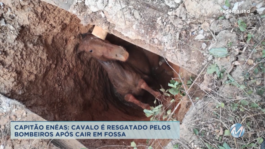 Cavalo é resgatado por bombeiros  em Capitão Enéas