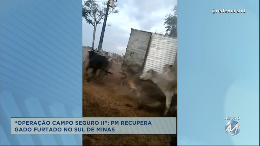 Em baú de caminhão: PM recupera gado furtado