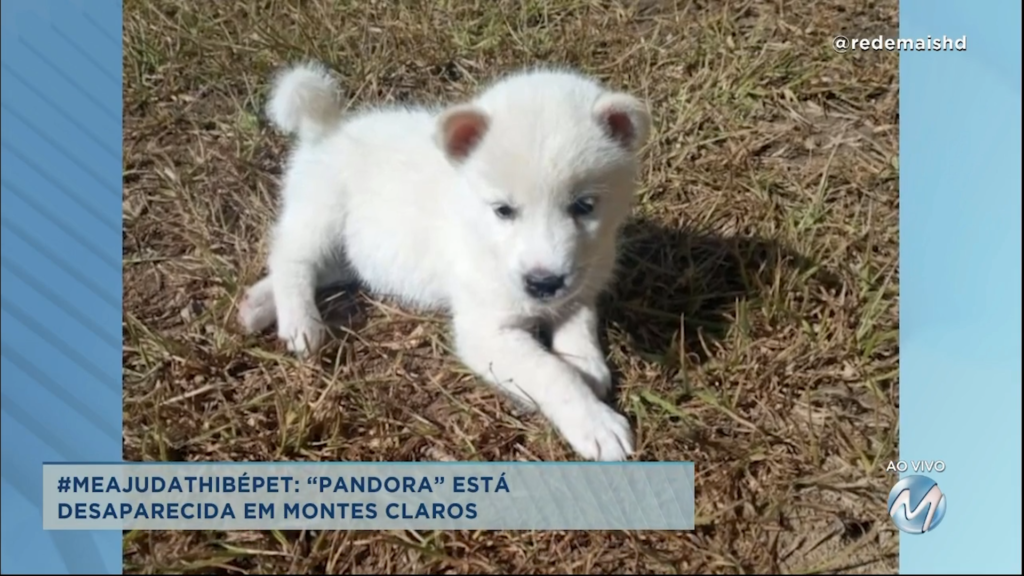 #meajudathibépet: Pandora está desaparecida em Montes Claros