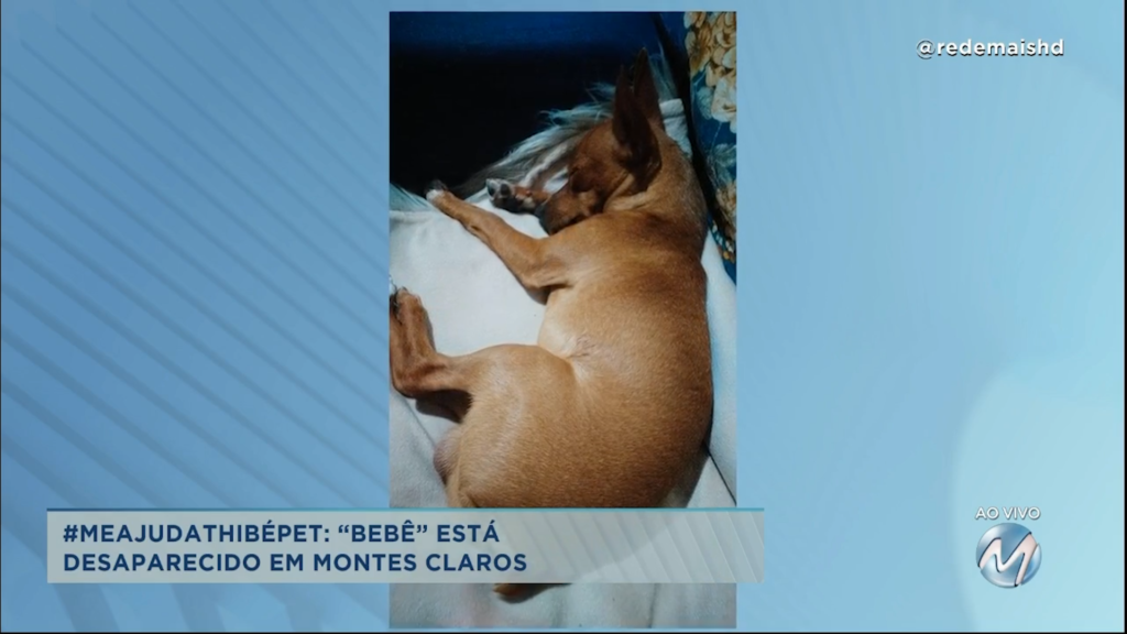 #meajudathibépet: Cãozinho “Bebê” está desaparecido em Montes Claros