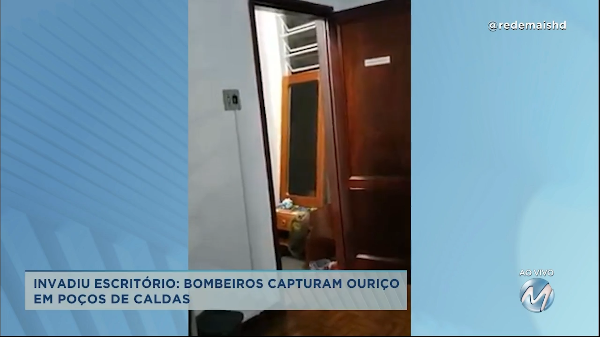Bombeiros capturam ouriço em Poços de Caldas