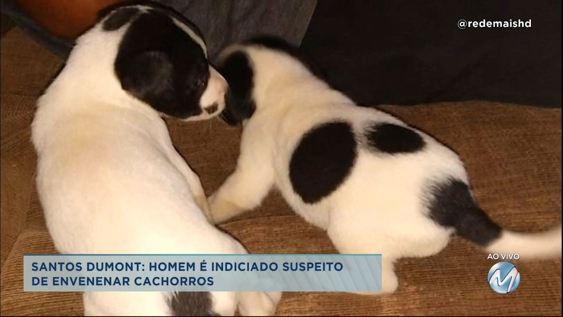 Santos Dumont: homem é indiciado por suspeita de envenenar cachorros