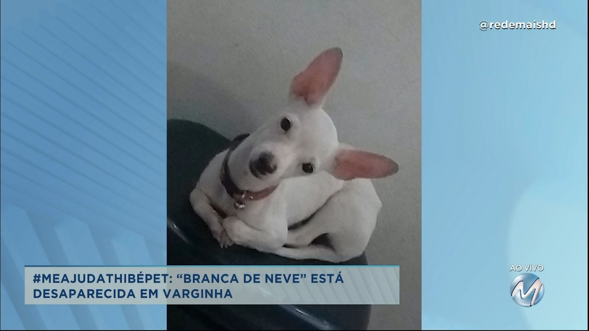 #meajudathibépet”: “Branca de Neve” está desaparecida em Varginha