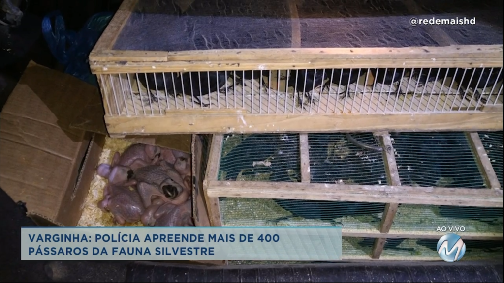 Polícia apreende mais de 400 pássaros da fauna silvestre em Varginha