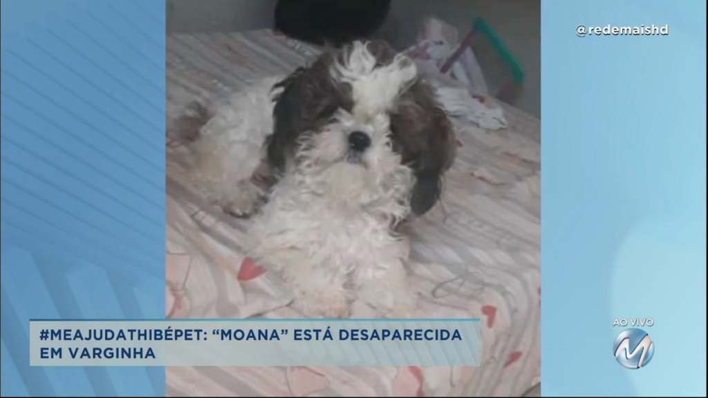 #meajudathibépet”: “Moana” está desaparecida em Varginha