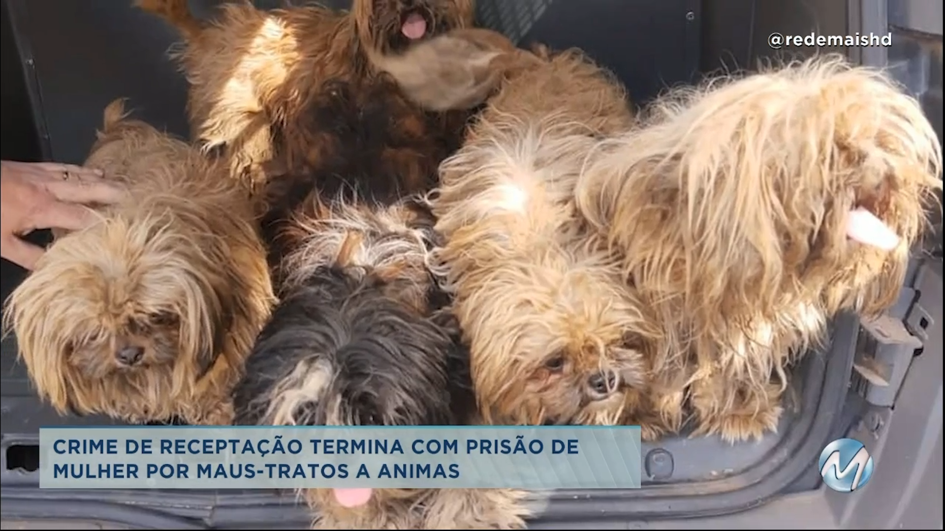 Boa Esperança: mulher é detida suspeita de maus-tratos a animais