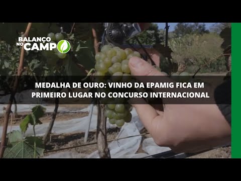 Medalha de ouro: vinho da Epamig fica em primeiro lugar no concurso internacional