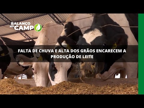 Falta de chuva e alta dos grãos encarecem a produção de leite