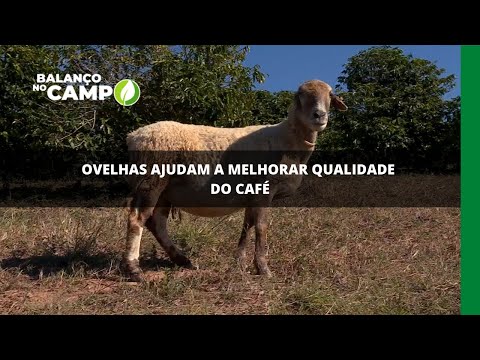 Ovelhas ajudam a melhorar qualidade do café