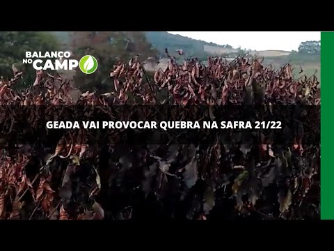 Geada vai provocar quebra na safra 21/22