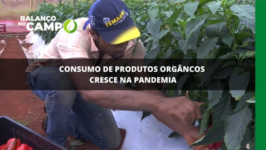 Consumo de produtos orgânicos cresce na pandemia