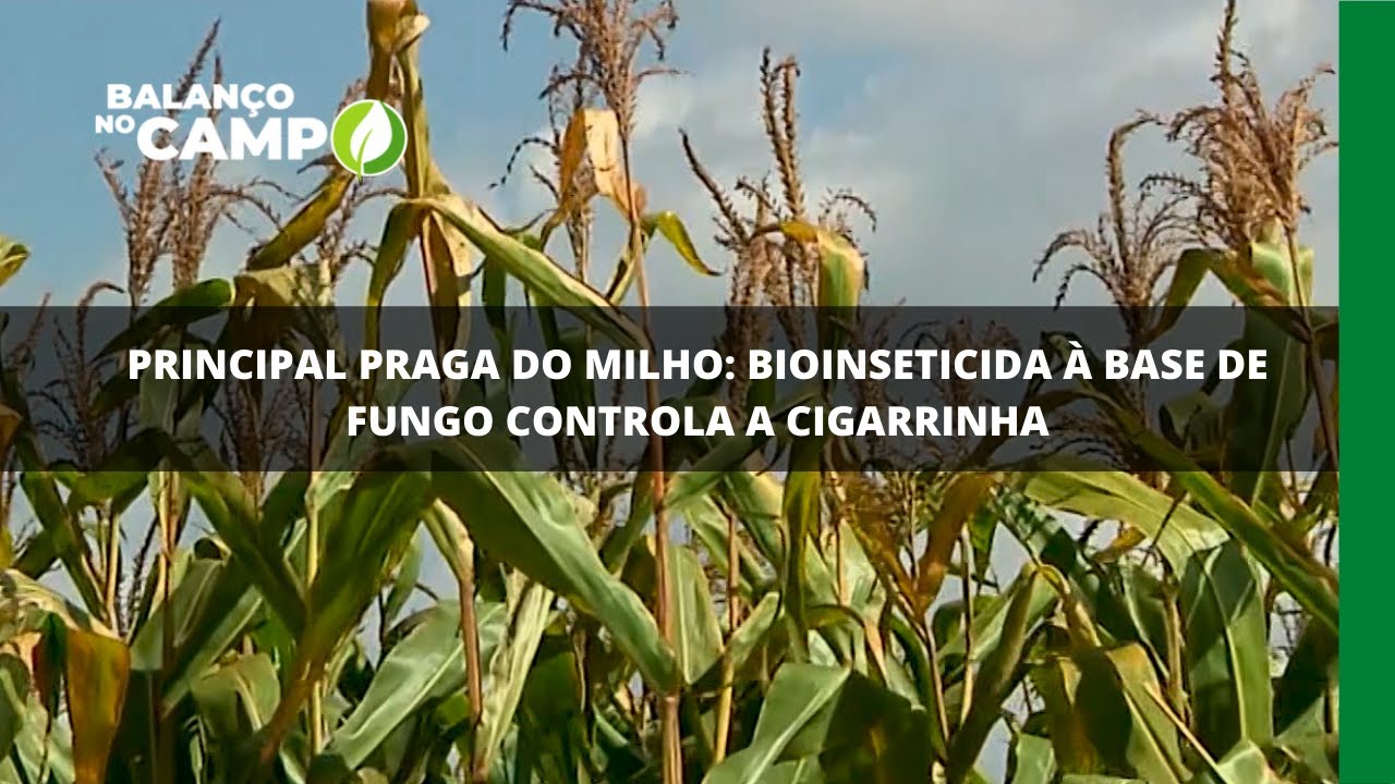 Principal praga do milho: bioinseticida à base de fungo controla a cigarrinha