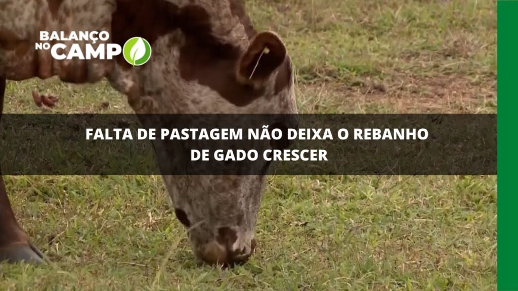 Falta de pastagem não deixa o rebanho de gado crescer