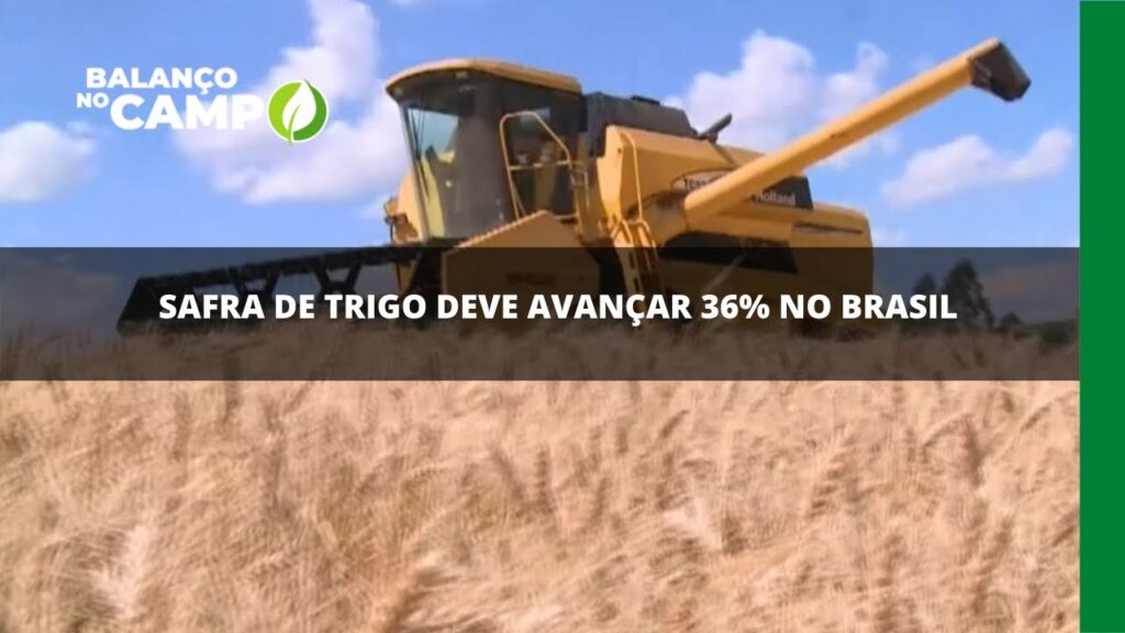 Safra de trigo deve avançar 36% no Brasil