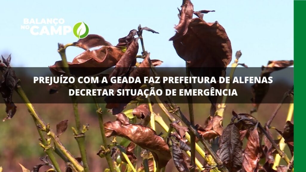 Prejuízo com a geada faz prefeitura de alfenas decretar situação de emergência