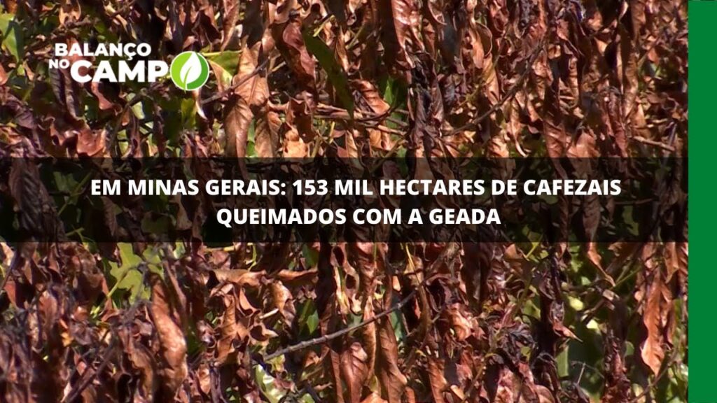 Em Minas Gerais: 153 mil hectares de cafezais queimados com a geada