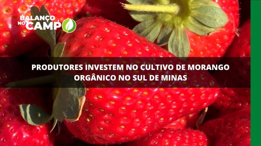 Produtores investem no cultivo de morango orgânico no Sul de Minas