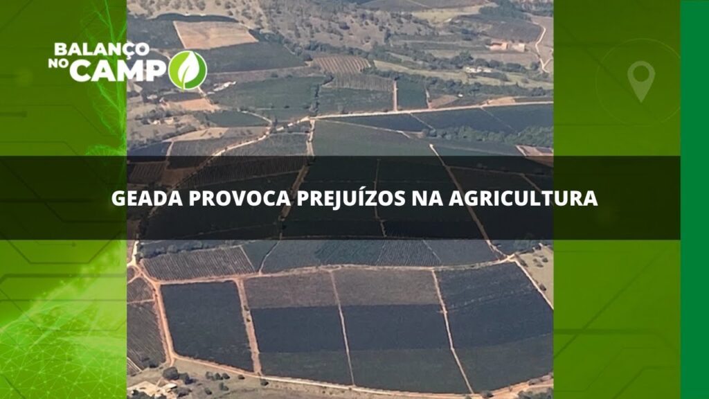 Geada provoca prejuízos na agricultura