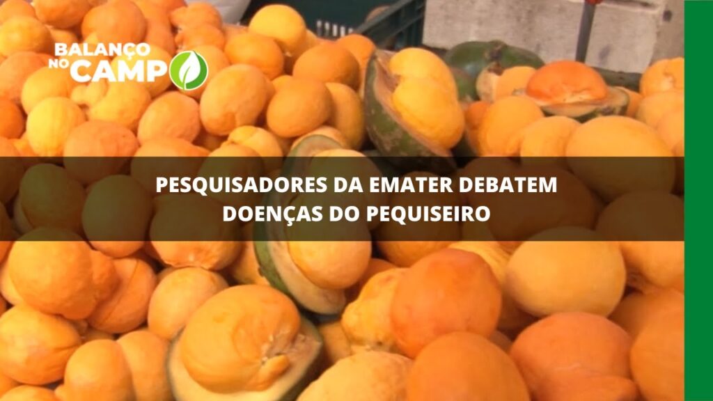 Pesquisadores da Emater debatem doenças do pequiseiro