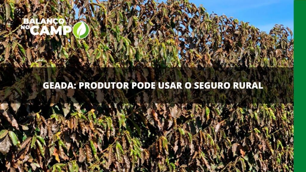 Geada: produtor pode usar o seguro rural