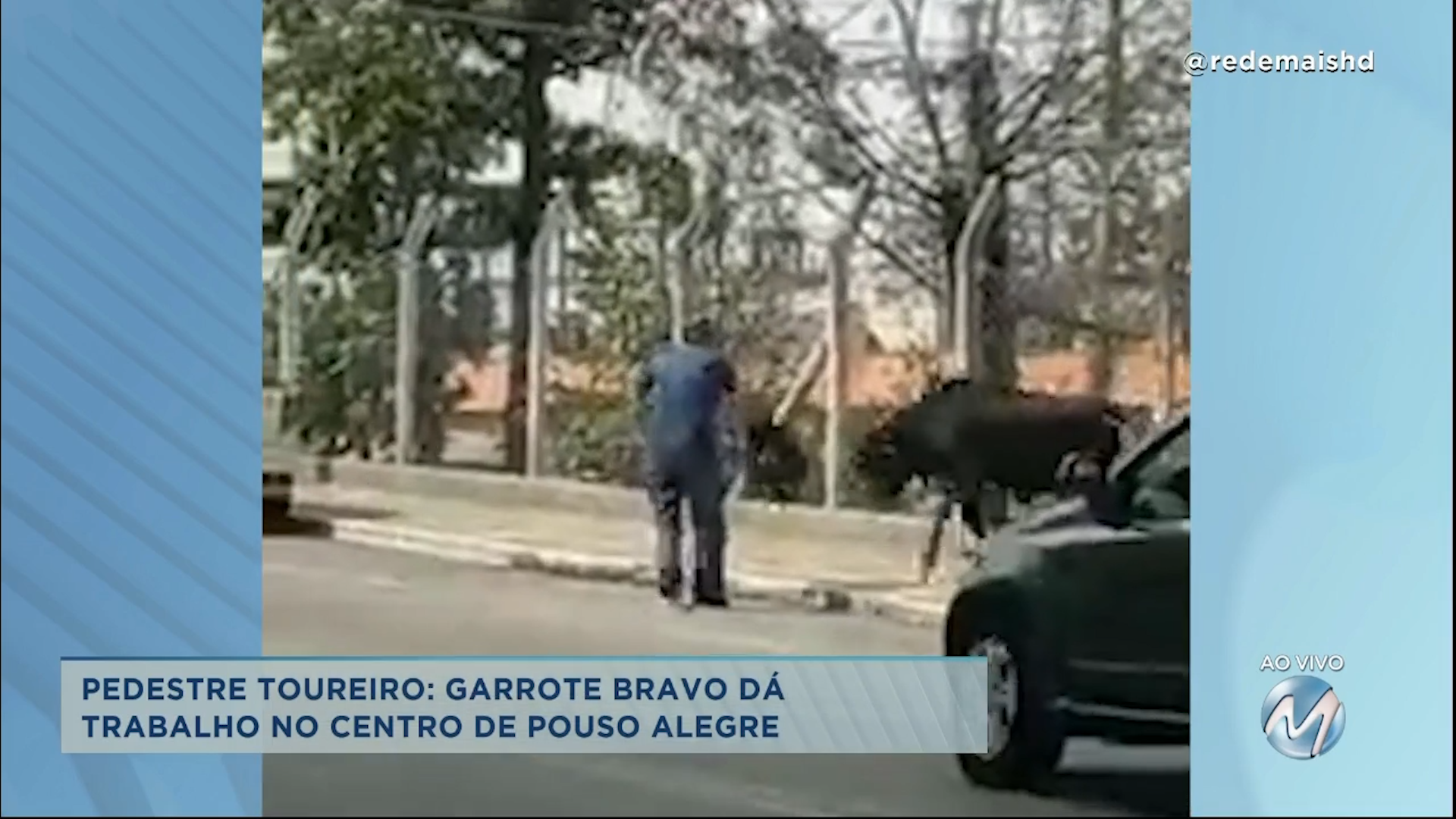 Pedestre toureiro: garrote bravo dá trabalho em Pouso Alegre