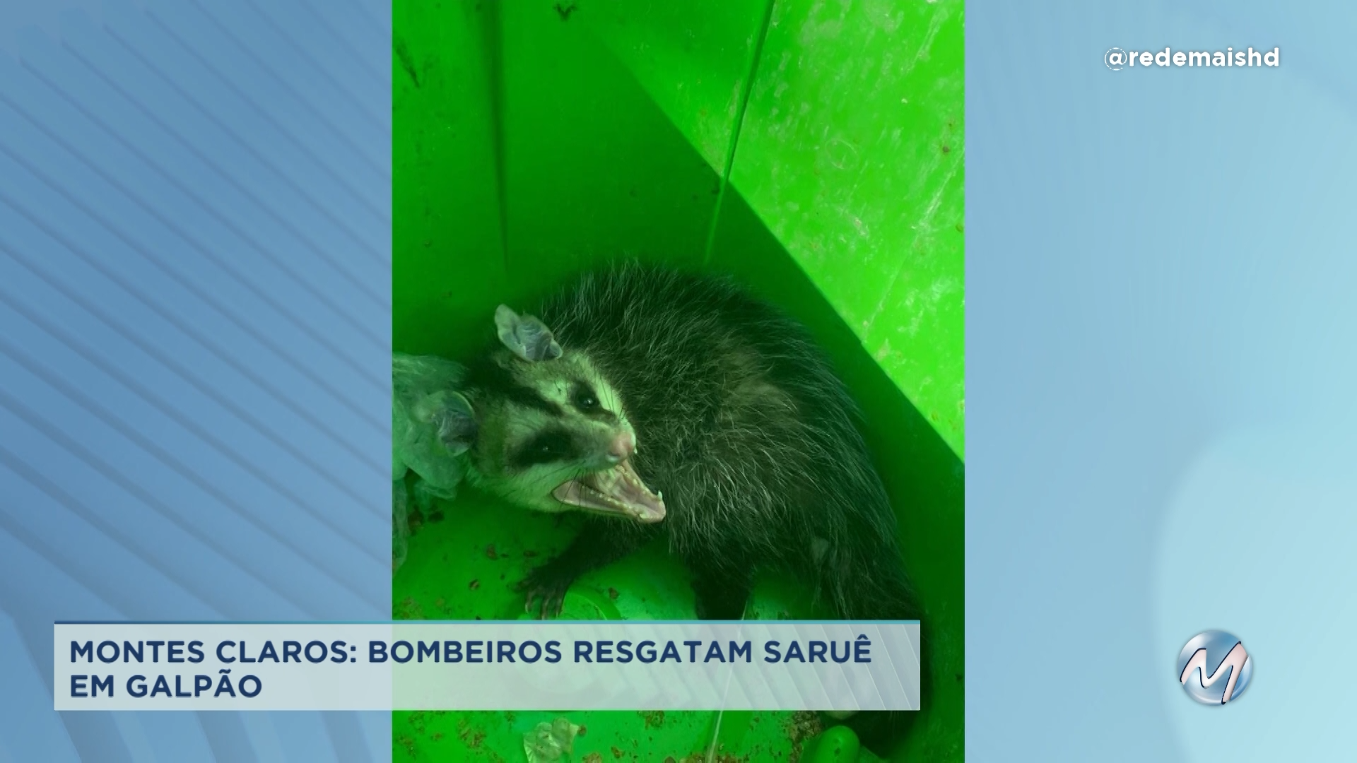 Montes Claros: bombeiros resgatam saruê em galpão