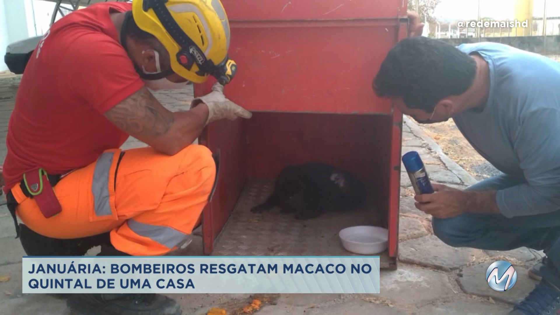 Januária: bombeiros resgatam macaco no quintal de uma casa