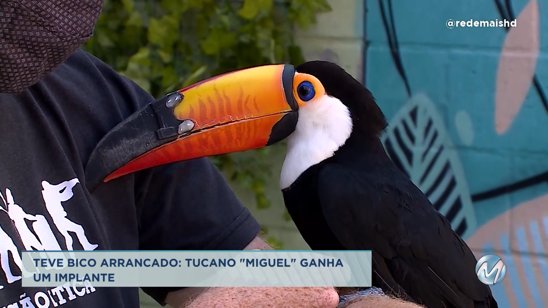 Norte de Minas: tucano que teve bico arrancado ganha implante