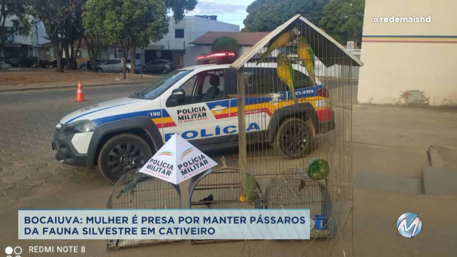 Bocaiuva: mulher é presa por manter pássaros da fauna silvestre em cativeiro