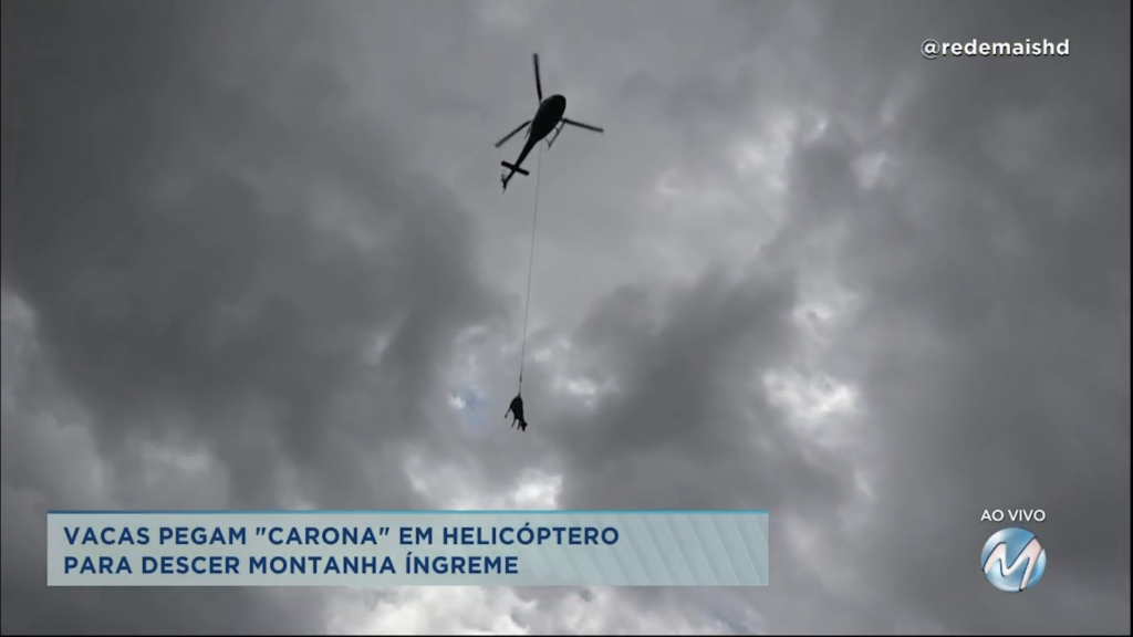 Vacas pegam “carona” em helicóptero para descer montanha íngreme