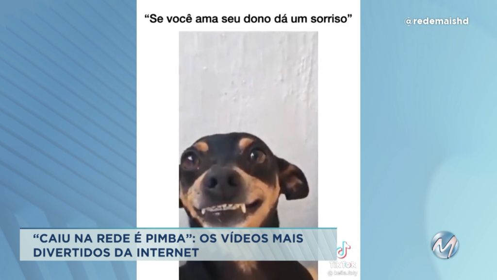 “Caiu na rede é pimba”: os vídeos mais engraçados da internet