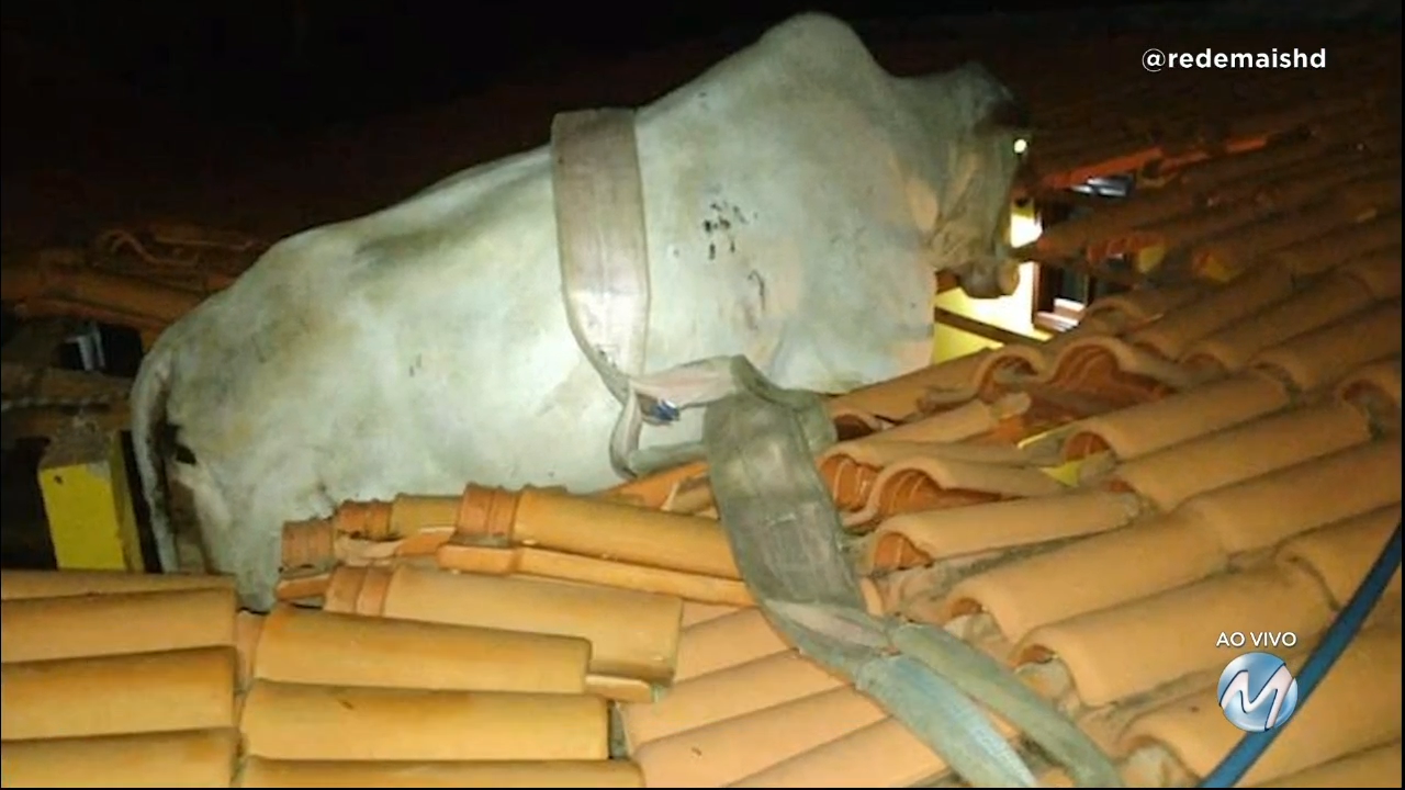 Zona da Mata: vaca fica presa em telhado de casa após cair de barranco