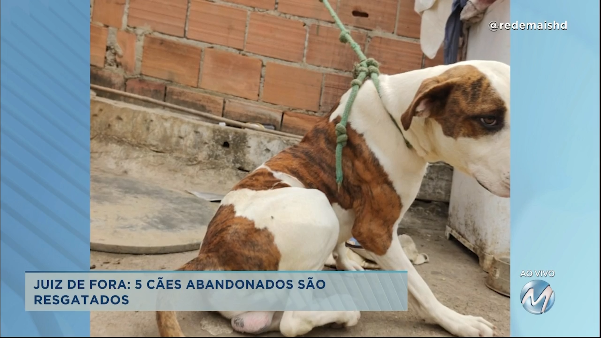 Juiz de Fora: 5 cães abandonados são resgatados