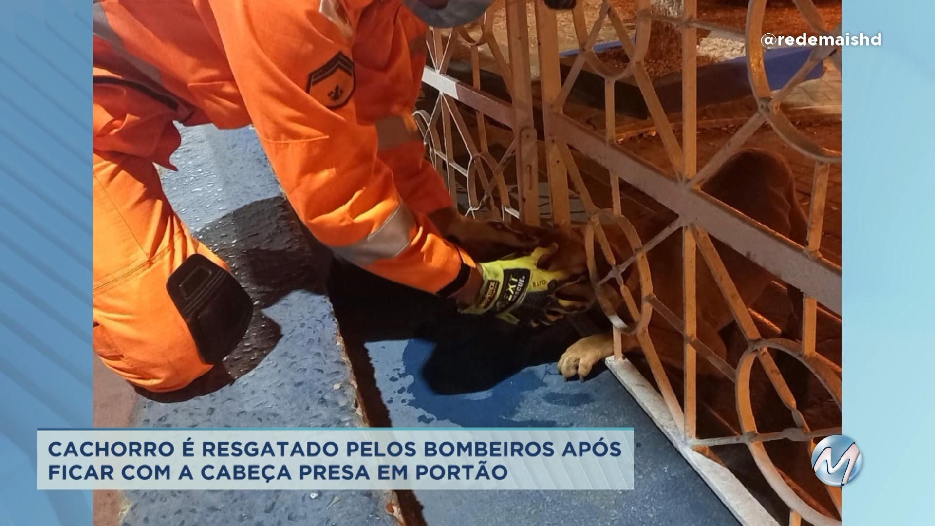 Norte de Minas: cachorro é resgatado após ficar com cabeça presa em portão