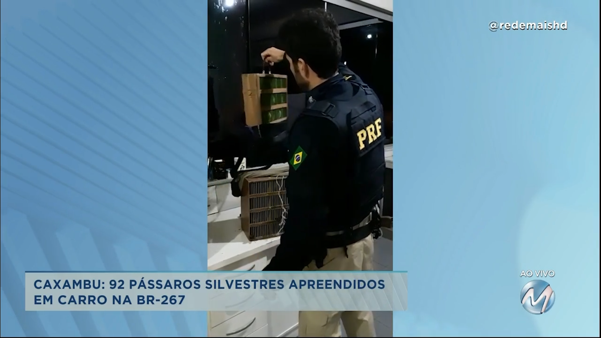 Caxambu: 92 pássaros silvestres apreendidos em carro na BR-267