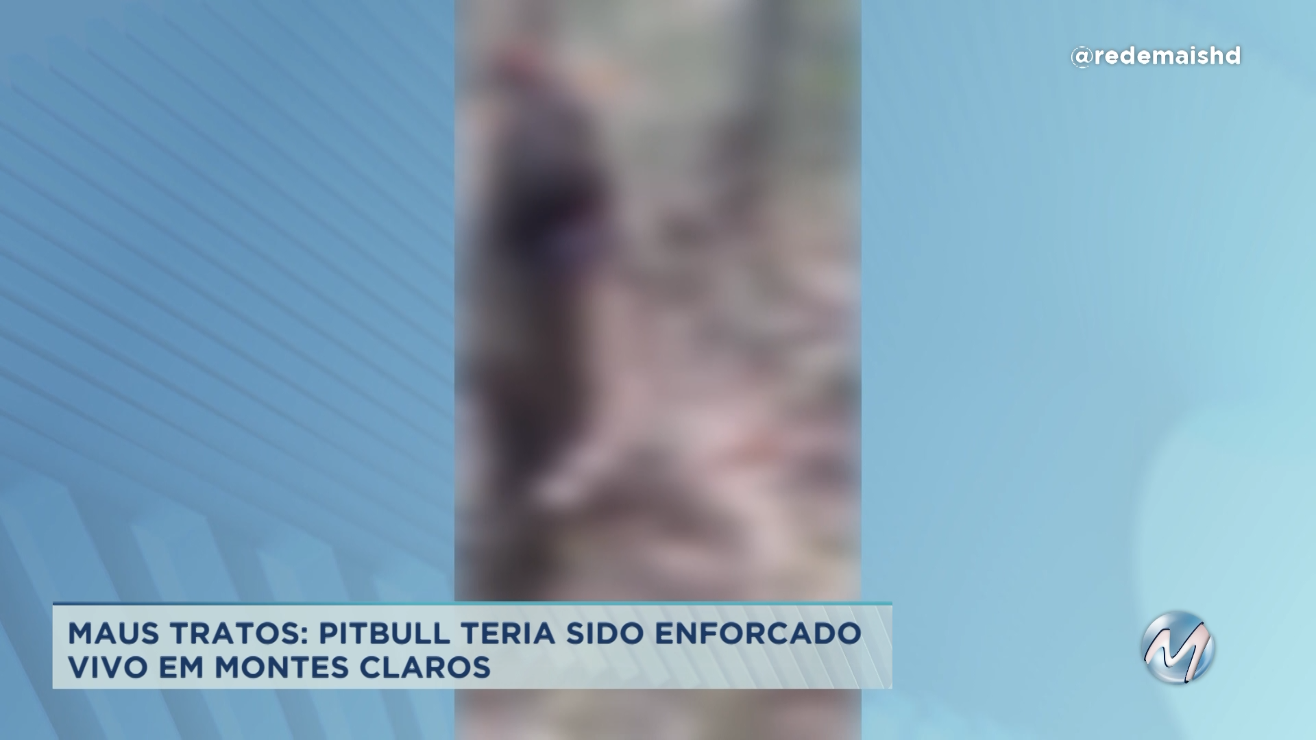 Maus-tratos: pitbull teria sido enforcado vivo em Montes Claros