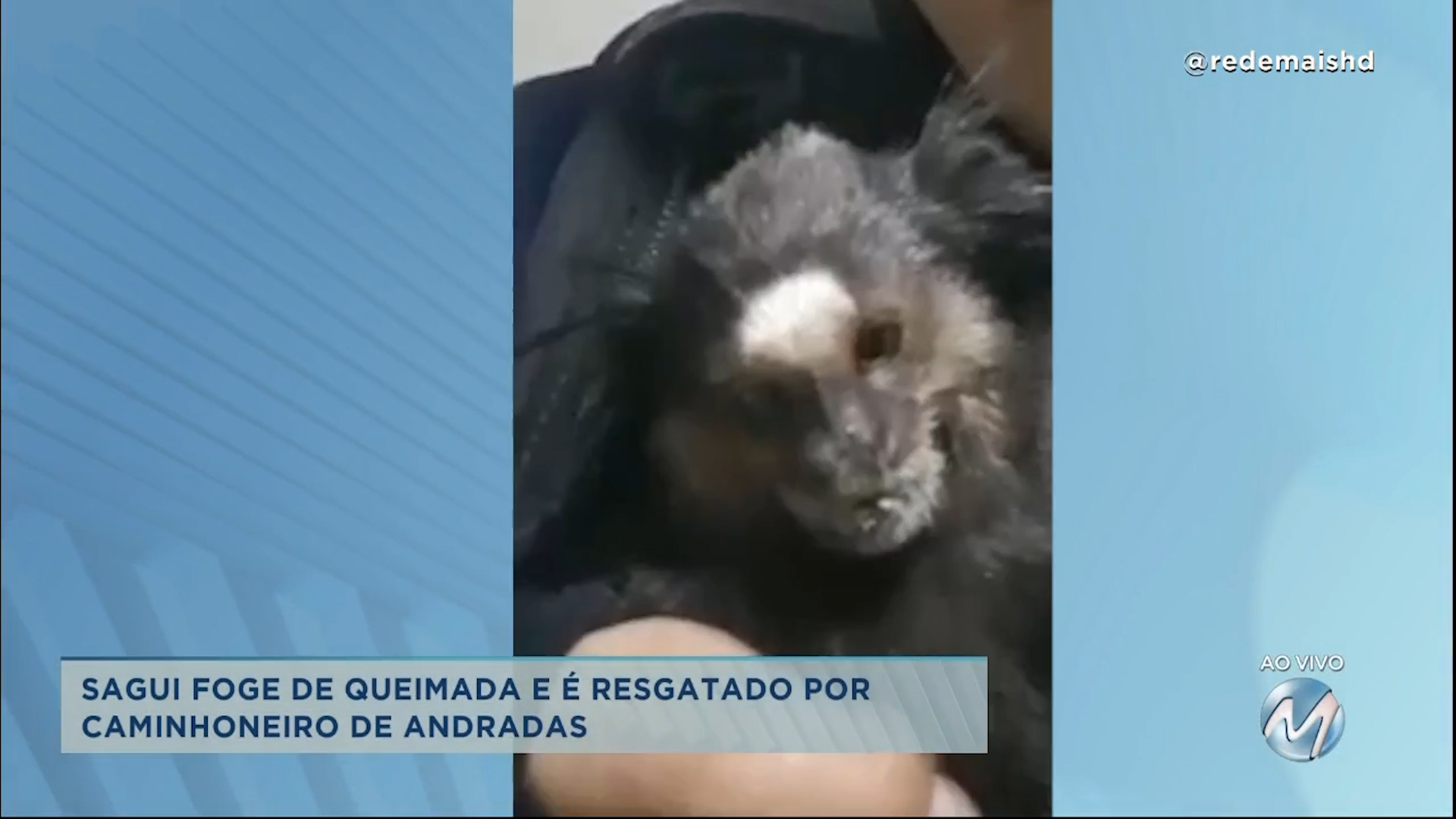 Sagui foge de queimada e é resgatado por caminhoneiro de Andradas