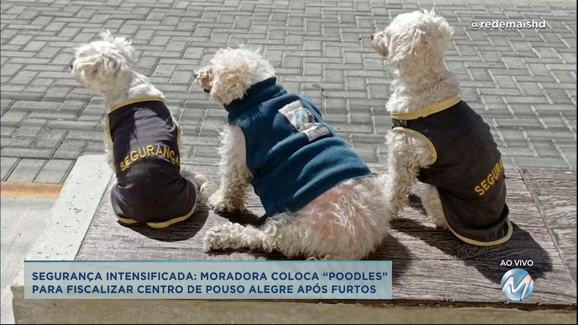 Segurança animal: moradora coloca cachorros para fiscalizar centro de Pouso Alegre
