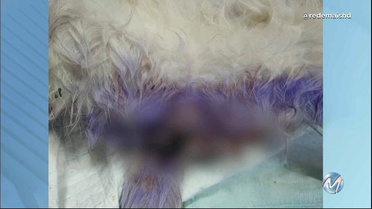 Crueldade em Poços de Caldas: idoso castra gato usando canivete