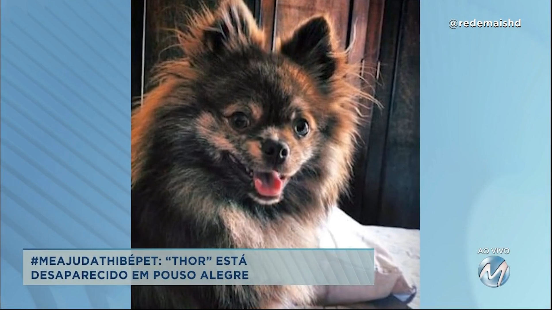 #meajudathibépet: “Thor” está desaparecido em Pouso Alegre