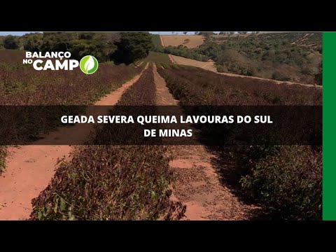 Geada severa queima lavouras do Sul de Minas