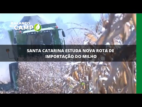 Santa Catarina estuda nova rota de importação do milho